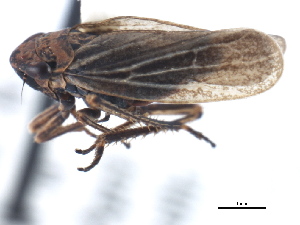  (Errhomus brevis simcoe - CNC#HEM405445)  @13 [ ] CreativeCommons - Attribution (2012) CBG Photography Group Centre for Biodiversity Genomics