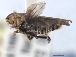  (Erronus serratus - CNC#HEM405462)  @13 [ ] CreativeCommons - Attribution (2012) CBG Photography Group Centre for Biodiversity Genomics