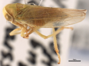  (Populicerus gillettei - CNC#HEM405512)  @11 [ ] CreativeCommons - Attribution (2012) CBG Photography Group Centre for Biodiversity Genomics