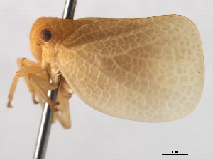  (Acanalonia immaculata - CNC#HEM405535)  @11 [ ] CreativeCommons - Attribution (2012) CNC/CBG Photography Group Centre for Biodiversity Genomics