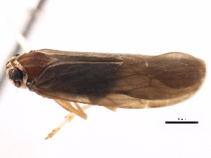  (Synecdoche impunctata - CNC#HEM405604)  @13 [ ] CreativeCommons - Attribution (2012) CNC/CBG Photography Group Centre for Biodiversity Genomics