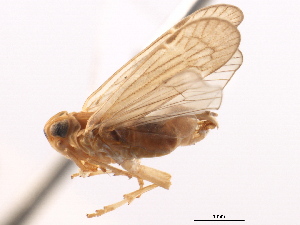  (Catonia picta - CNC#HEM405607)  @11 [ ] CreativeCommons - Attribution (2012) CNC/CBG Photography Group Centre for Biodiversity Genomics