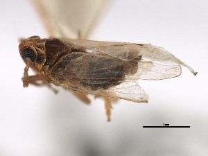  (Megamelus metzaria - CNC#HEM405910)  @13 [ ] CreativeCommons - Attribution (2012) CNC/CBG Photography Group Centre for Biodiversity Genomics