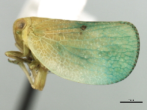  (Acanalonia chloris - CNC#HEM406005)  @14 [ ] CreativeCommons - Attribution (2012) CNC/CBG Photography Group Centre for Biodiversity Genomics