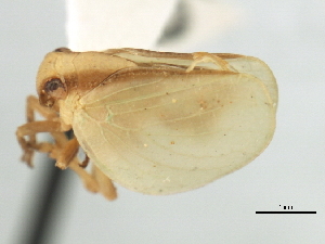  (Acanalonia concinnia - CNC#HEM406006)  @11 [ ] CreativeCommons - Attribution (2012) CNC/CBG Photography Group Centre for Biodiversity Genomics