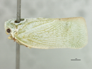  (Anormenis chloris - CNC#HEM406018)  @11 [ ] CreativeCommons - Attribution (2012) CNC/CBG Photography Group Centre for Biodiversity Genomics