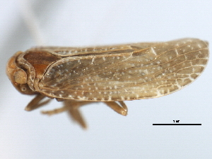  (Synecdoche constellata - CNC#HEM405822)  @12 [ ] CreativeCommons - Attribution (2012) CNC/CBG Photography Group Centre for Biodiversity Genomics