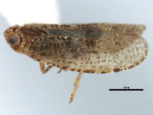  (Catonia lunata - CNC#HEM405824)  @11 [ ] CreativeCommons - Attribution (2012) CNC/CBG Photography Group Centre for Biodiversity Genomics