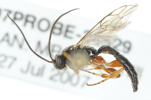  ( - 07PROBE-24529)  @13 [ ] CreativeCommons - Attribution (2010) CBG Photography Group Centre for Biodiversity Genomics