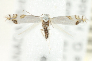  (Leucoptera laburnella - CNCLEP00077633)  @14 [ ] CreativeCommons - Attribution (2013) CNC/CBG Photography Group Centre for Biodiversity Genomics