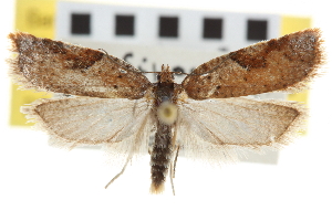  (Acleris notana - CNCLEP00103413)  @15 [ ] CreativeCommons - Attribution (2013) CNC/CBG Photography Group Centre for Biodiversity Genomics