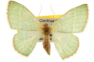  (Nemoria rubrifrontaria - CNCLEP00105658)  @15 [ ] CreativeCommons - Attribution (2013) CBG Photography Group Centre for Biodiversity Genomics