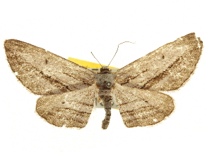  ( - CNCLEP00105773)  @11 [ ] CreativeCommons - Attribution (2013) CBG Photography Group Centre for Biodiversity Genomics