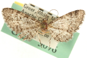  (Eupithecia monacheata - CNCLEP00106110)  @11 [ ] CreativeCommons - Attribution (2013) CBG Photography Group Centre for Biodiversity Genomics