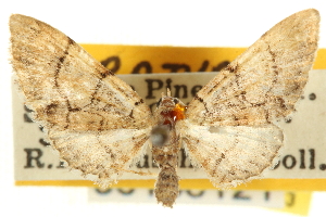  (Eupithecia karenae - CNCLEP00106121)  @11 [ ] CreativeCommons - Attribution (2013) CBG Photography Group Centre for Biodiversity Genomics