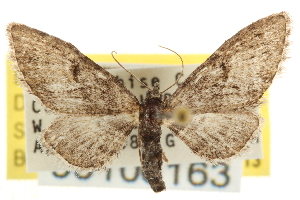  (Eupithecia pinata - CNCLEP00106163)  @14 [ ] CreativeCommons - Attribution (2013) CBG Photography Group Centre for Biodiversity Genomics