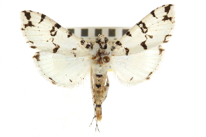  ( - CNCLEP00106616)  @14 [ ] CreativeCommons - Attribution (2013) CBG Photography Group Centre for Biodiversity Genomics