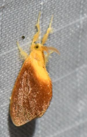  ( - BCI184497)  @11 [ ] OGL-C; Open Government Licence - Canada (2022) Canadian National Collection of Insects, Arachnids and Nematodes Canadian National Collection of Insects, Arachnids and Nematodes