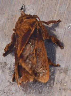  ( - BCI188736)  @11 [ ] OGL-C; Open Government Licence - Canada (2022) Canadian National Collection of Insects, Arachnids and Nematodes Canadian National Collection of Insects, Arachnids and Nematodes