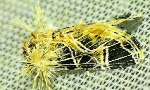  ( - BCI190993)  @11 [ ] OGL-C; Open Government Licence - Canada (2022) Canadian National Collection of Insects, Arachnids and Nematodes Canadian National Collection of Insects, Arachnids and Nematodes