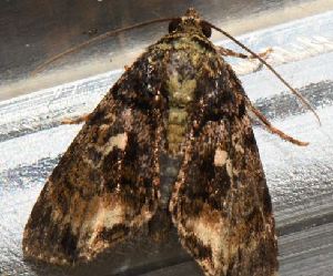  (Drobeta Poole12 - BCI191010)  @11 [ ] OGL-C; Open Government Licence - Canada (2022) Canadian National Collection of Insects, Arachnids and Nematodes Canadian National Collection of Insects, Arachnids and Nematodes