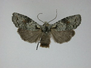  ( - 14-NCCC-624)  @12 [ ] CreativeCommons - Attribution Share-Alike (2010) Canadian National Collection of Insects, Arachnids and Nematodes Canadian National Collection of Insects, Arachnids and Nematodes