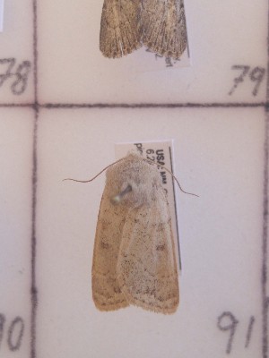 ( - CNCLEP00230642)  @11 [ ] Attribution-NonCommercial-ShareAlike (2021) Canadian National Collection of Insects, Arachnids and Nematodes Canadian National Collection of Insects, Arachnids and Nematodes