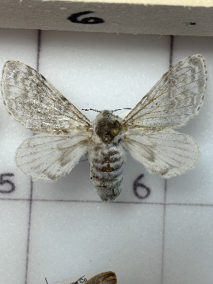 ( - CNCLEP00334850)  @11 [ ] OGL-C; Open Government Licence - Canada (2025) Canadian National Collection of Insects, Arachnids and Nematodes Canadian National Collection of Insects, Arachnids and Nematodes