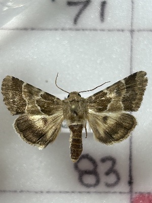  ( - CNCLEP00334821)  @11 [ ] OGL-C; Open Government Licence - Canada (2025) Canadian National Collection of Insects, Arachnids and Nematodes Canadian National Collection of Insects, Arachnids and Nematodes