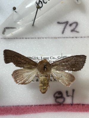  ( - CNCLEP00334822)  @11 [ ] OGL-C; Open Government Licence - Canada (2025) Canadian National Collection of Insects, Arachnids and Nematodes Canadian National Collection of Insects, Arachnids and Nematodes