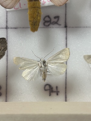  ( - CNCLEP00334829)  @11 [ ] OGL-C; Open Government Licence - Canada (2025) Canadian National Collection of Insects, Arachnids and Nematodes Canadian National Collection of Insects, Arachnids and Nematodes