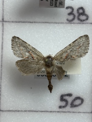  ( - CNCLEP00345932)  @11 [ ] OGL-C; Open Government Licence - Canada (2025) Canadian National Collection of Insects, Arachnids and Nematodes Canadian National Collection of Insects, Arachnids and Nematodes