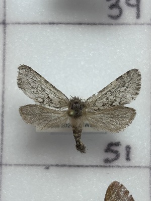  ( - CNCLEP00345933)  @11 [ ] OGL-C; Open Government Licence - Canada (2025) Canadian National Collection of Insects, Arachnids and Nematodes Canadian National Collection of Insects, Arachnids and Nematodes
