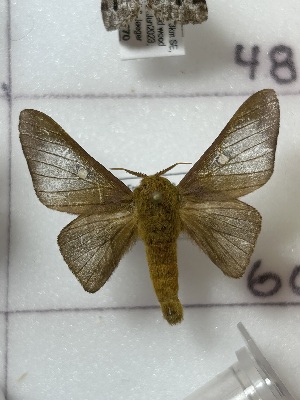  ( - CNCLEP00345942)  @11 [ ] OGL-C; Open Government Licence - Canada (2025) Canadian National Collection of Insects, Arachnids and Nematodes Canadian National Collection of Insects, Arachnids and Nematodes