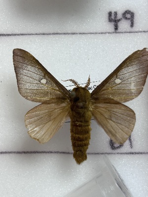  ( - CNCLEP00345943)  @11 [ ] OGL-C; Open Government Licence - Canada (2025) Canadian National Collection of Insects, Arachnids and Nematodes Canadian National Collection of Insects, Arachnids and Nematodes
