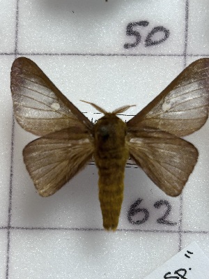  ( - CNCLEP00345944)  @11 [ ] OGL-C; Open Government Licence - Canada (2025) Canadian National Collection of Insects, Arachnids and Nematodes Canadian National Collection of Insects, Arachnids and Nematodes