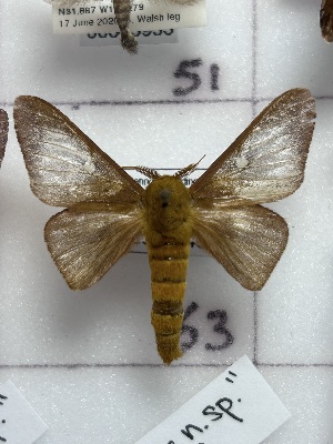  ( - CNCLEP00345945)  @11 [ ] OGL-C; Open Government Licence - Canada (2025) Canadian National Collection of Insects, Arachnids and Nematodes Canadian National Collection of Insects, Arachnids and Nematodes