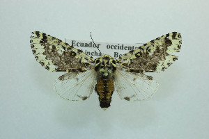  ( - MGCL-NOC-65365)  @11 [ ] CreativeCommons  Attribution Share-Alike (by-sa) (2010) Canadian National Collection of Insects, Arachnids and Nematodes Canadian National Collection of Insects, Arachnids and Nematodes