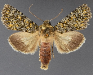  ( - DLWC011541)  @11 [ ] CreativeCommons  Attribution (by) (2019) David Wikle Canadian National Collection of Insects and Nematodes