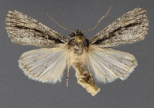  ( - DLWC011693)  @11 [ ] CreativeCommons  Attribution (by) (2019) David Wikle Canadian National Collection of Insects and Nematodes