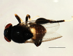  (Rhodesiella sp. 1 - Cau00258)  @11 [ ] CreativeCommons - Attribution (2009) CBG Photography Group Centre for Biodiversity Genomics