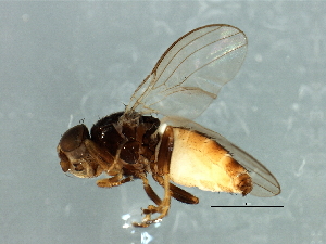  (Dicraeus sp. 1 - Cau00285)  @11 [ ] CreativeCommons - Attribution (2009) CBG Photography Group Centre for Biodiversity Genomics