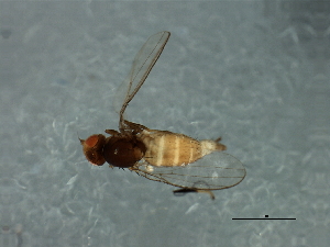  (Dicraeus sp. 2 - Cau00316)  @11 [ ] CreativeCommons - Attribution (2009) CBG Photography Group Centre for Biodiversity Genomics