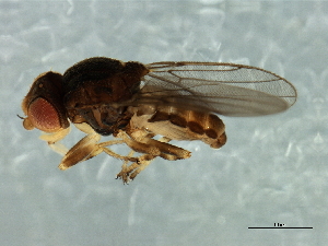  (Tricimba sp. 1 - Cau00320)  @11 [ ] CreativeCommons - Attribution (2009) CBG Photography Group Centre for Biodiversity Genomics