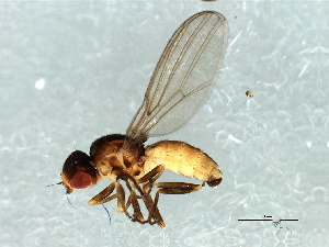  (Dicraeus sp. 4 - Cau00338)  @11 [ ] CreativeCommons - Attribution (2009) CBG Photography Group Centre for Biodiversity Genomics