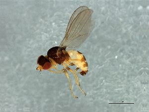  (Dicraeus sp. 5 - Cau00367)  @11 [ ] CreativeCommons - Attribution (2009) CBG Photography Group Centre for Biodiversity Genomics