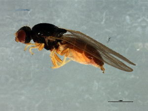  (Oscinisoma sp - Cau00373)  @11 [ ] CreativeCommons - Attribution (2009) CBG Photography Group Centre for Biodiversity Genomics