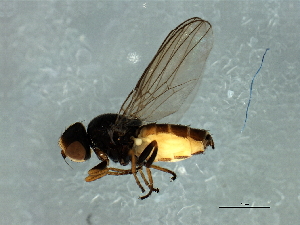  (Dicraeus sp. 6 - Cau00382)  @13 [ ] CreativeCommons - Attribution (2009) CBG Photography Group Centre for Biodiversity Genomics