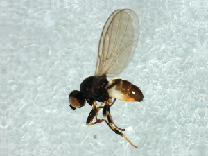  (Oscinella sp. 3 - Cau00406)  @11 [ ] CreativeCommons - Attribution (2009) CBG Photography Group Centre for Biodiversity Genomics