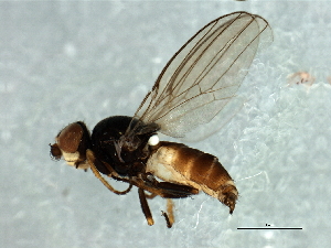  (Dicraeus sp. 9 - Cau00410)  @12 [ ] CreativeCommons - Attribution (2009) CBG Photography Group Centre for Biodiversity Genomics